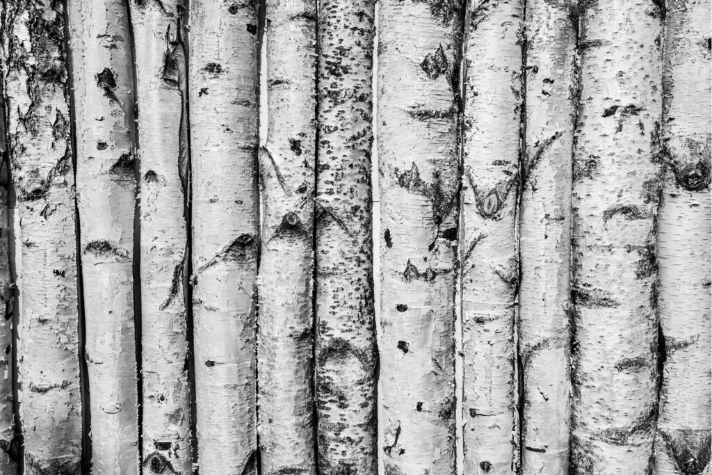 palmarès structure salariale